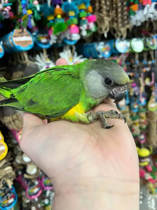 SENEGAL PARROT - Photo 2