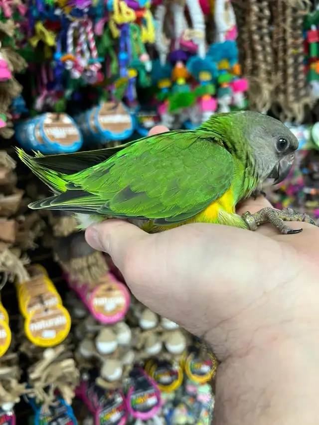 SENEGAL PARROT - Photo 3