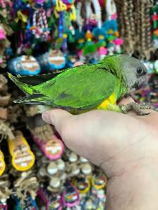 SENEGAL PARROT - Photo 3
