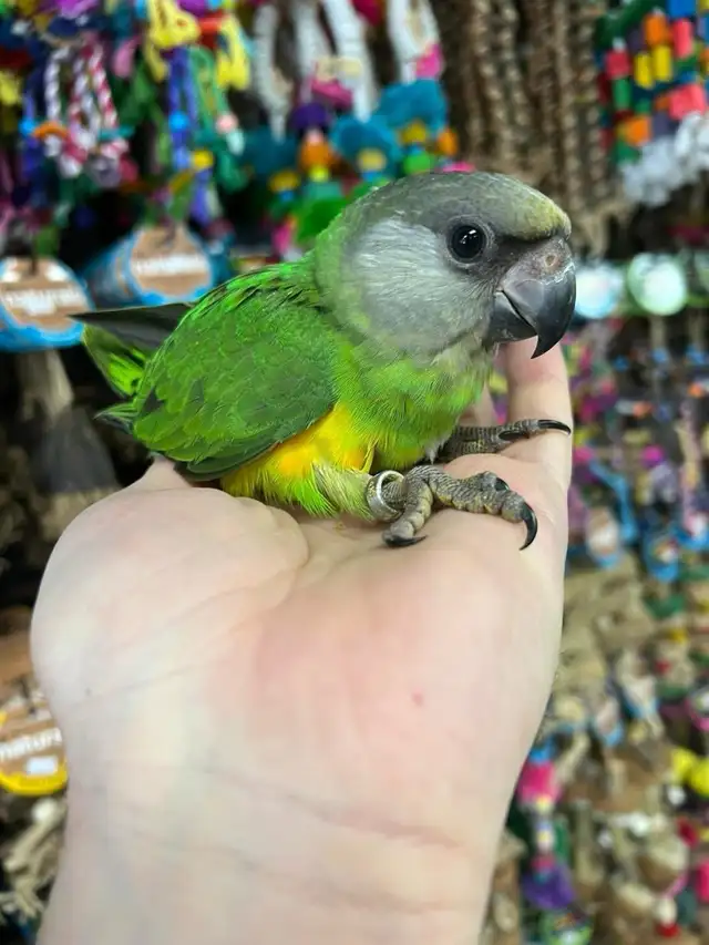 SENEGAL PARROT - Photo 4