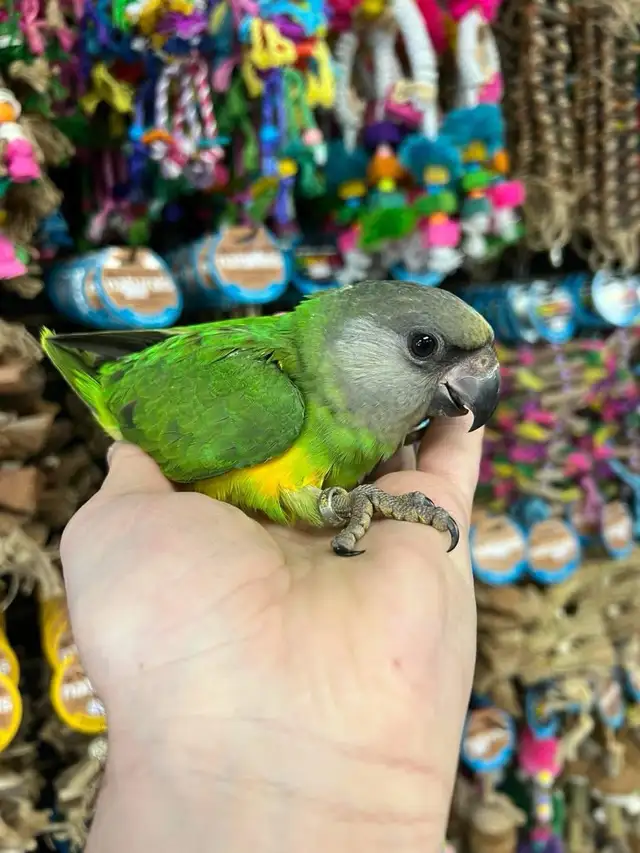 SENEGAL PARROT - Photo 5