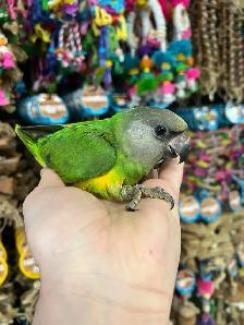 SENEGAL PARROT - Photo 5