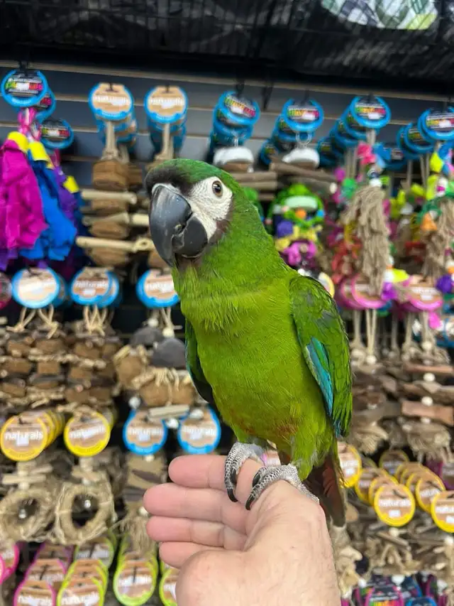 HYBRID SEVERE MACAW