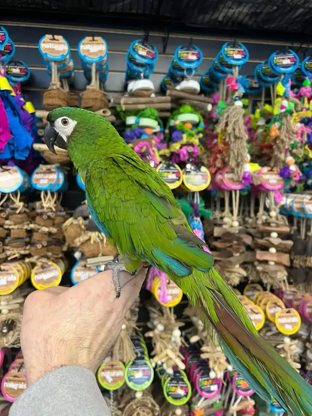 HYBRID SEVERE MACAW - Photo 2