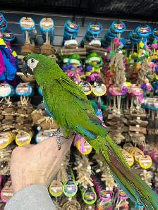 HYBRID SEVERE MACAW - Photo 2