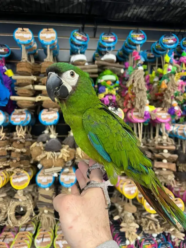 HYBRID SEVERE MACAW - Photo 3