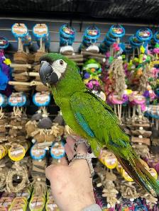 HYBRID SEVERE MACAW - Photo 3