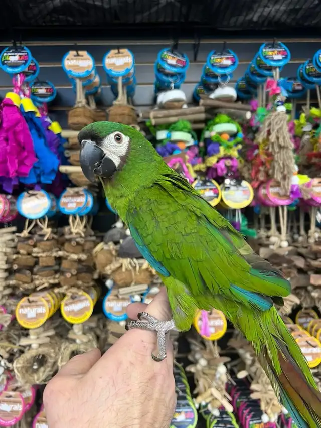 HYBRID SEVERE MACAW - Photo 4