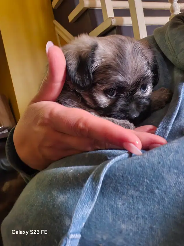 Magnifique pugapoo Caniche toys croisé pug