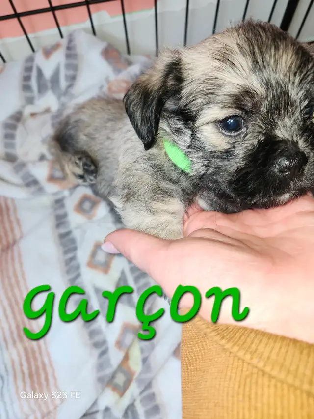 Magnifique pugapoo Caniche toys croisé pug - Photo 2