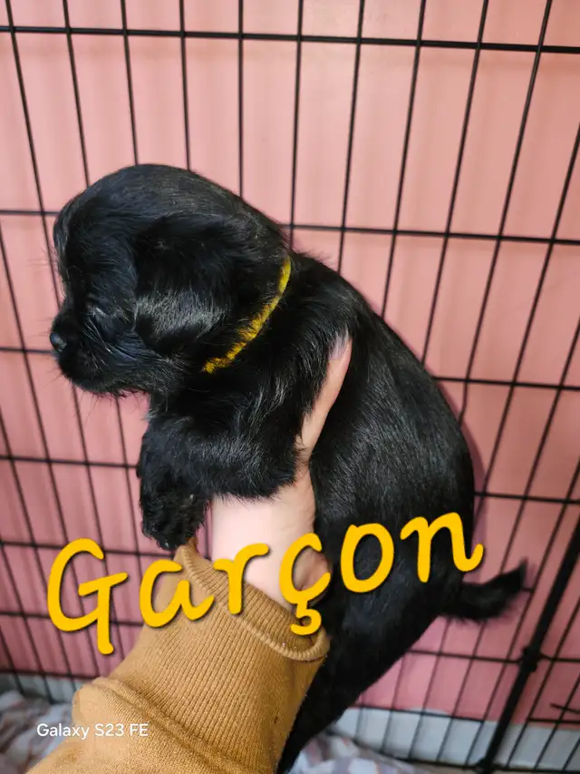 Magnifique pugapoo Caniche toys croisé pug - Photo 3