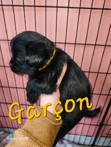 Magnifique pugapoo Caniche toys croisé pug - Photo 3