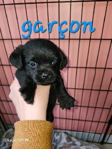 Magnifique pugapoo Caniche toys croisé pug - Photo 4