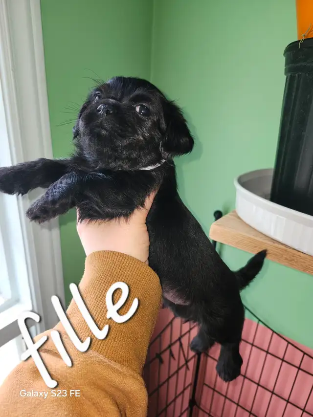 Magnifique pugapoo Caniche toys croisé pug - Photo 5