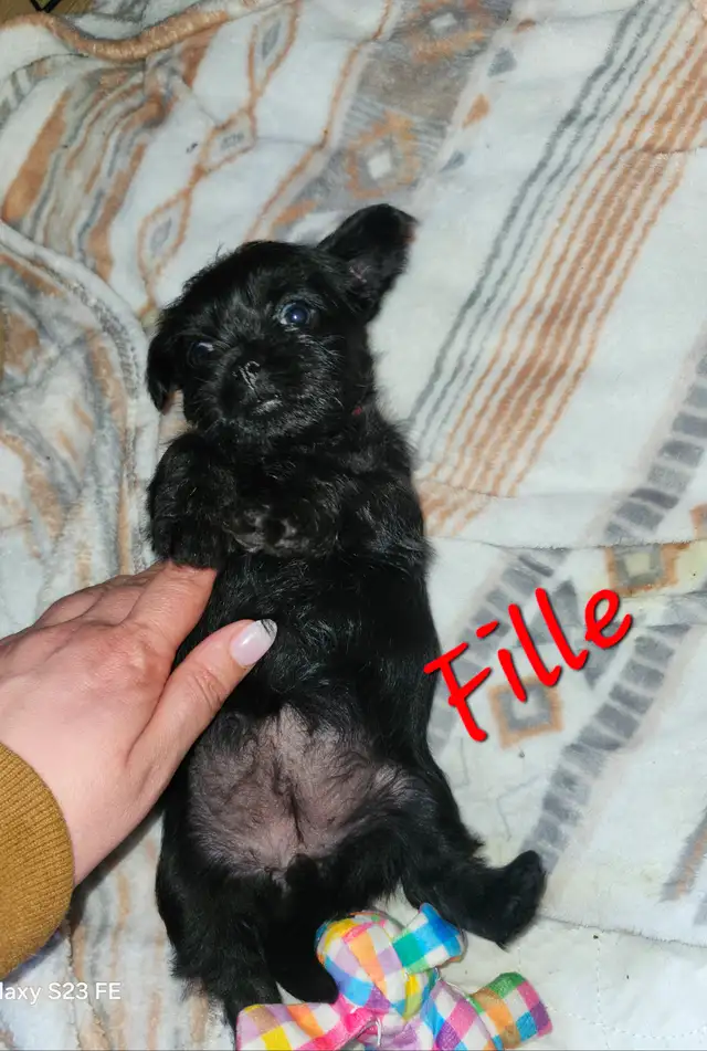 Magnifique pugapoo Caniche toys croisé pug - Photo 6