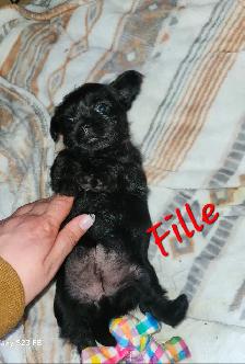 Magnifique pugapoo Caniche toys croisé pug - Photo 6