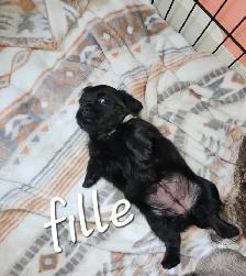 Magnifique pugapoo Caniche toys croisé pug - Photo 7