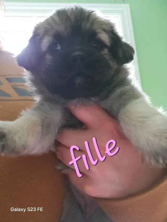 Magnifique pugapoo Caniche toys croisé pug - Photo 8