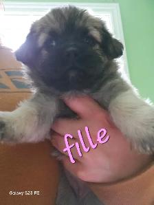 Magnifique pugapoo Caniche toys croisé pug - Photo 8