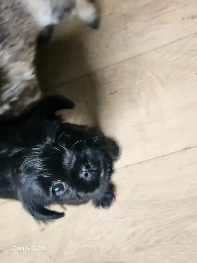 Magnifique pugapoo Caniche toys croisé pug - Photo 10