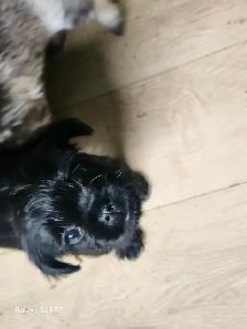Magnifique pugapoo Caniche toys croisé pug - Photo 10