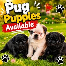 Panda Pug Puppy & Black Pug Puppies.