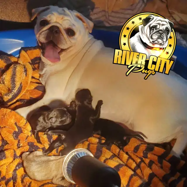 Panda Pug Puppy & Black Pug Puppies. - Photo 2