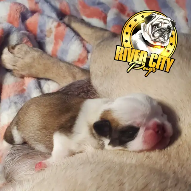 Panda Pug Puppy & Black Pug Puppies. - Photo 3