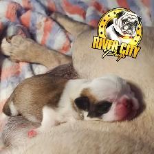 Panda Pug Puppy & Black Pug Puppies. - Photo 3