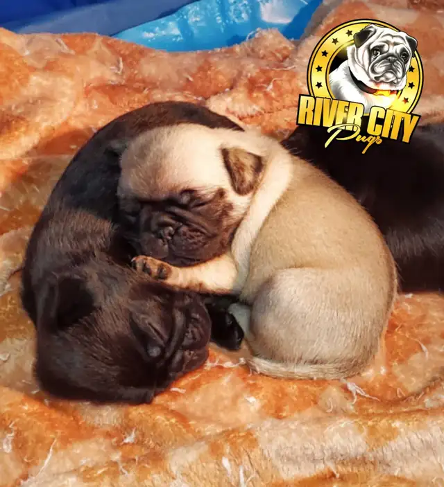 Panda Pug Puppy & Black Pug Puppies. - Photo 4
