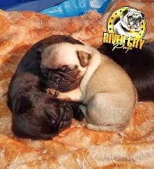 Panda Pug Puppy & Black Pug Puppies. - Photo 4