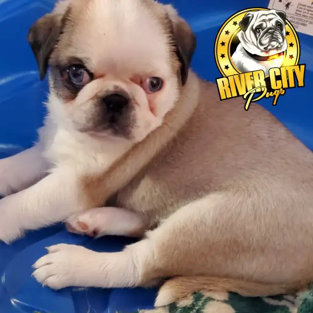 Panda Pug Puppy & Black Pug Puppies. - Photo 5