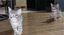 Chatons bientot prêts pour adoption
