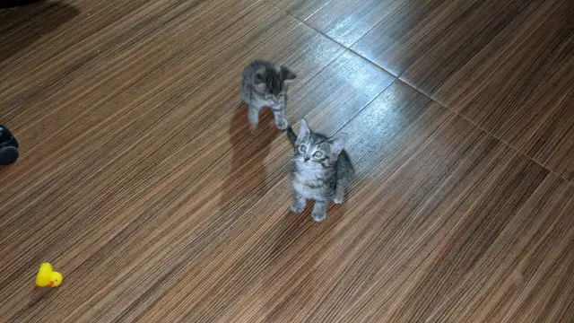 Chatons bientot prêts pour adoption - Photo 2
