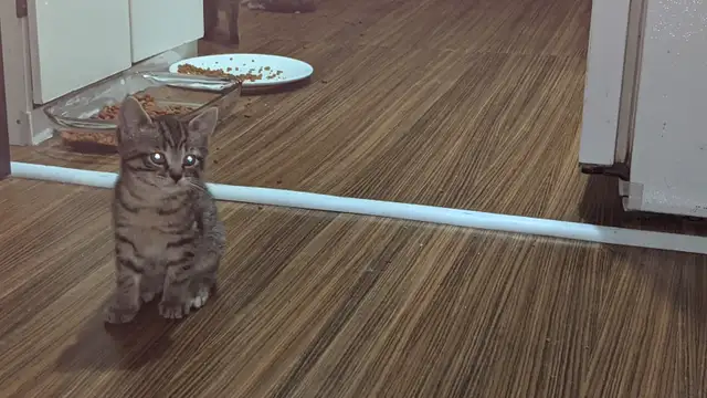Chatons bientot prêts pour adoption - Photo 3
