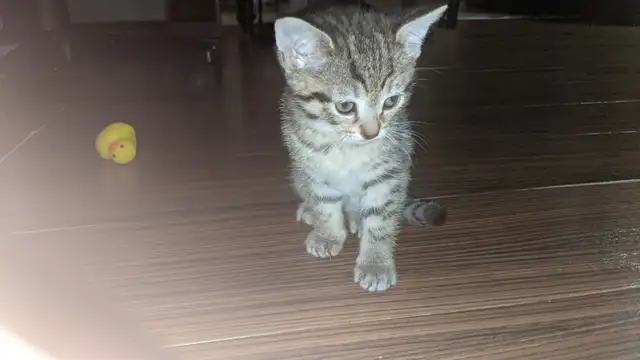 Chatons bientot prêts pour adoption - Photo 4