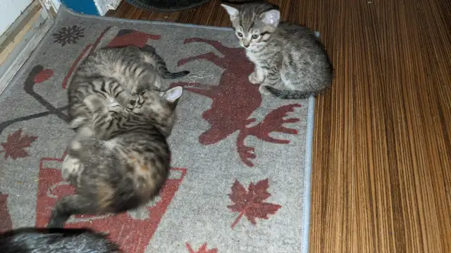 Chatons bientot prêts pour adoption - Photo 5