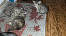 Chatons bientot prêts pour adoption - Photo 5