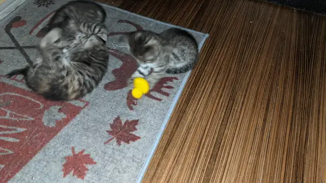Chatons bientot prêts pour adoption - Photo 6
