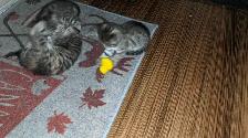 Chatons bientot prêts pour adoption - Photo 6
