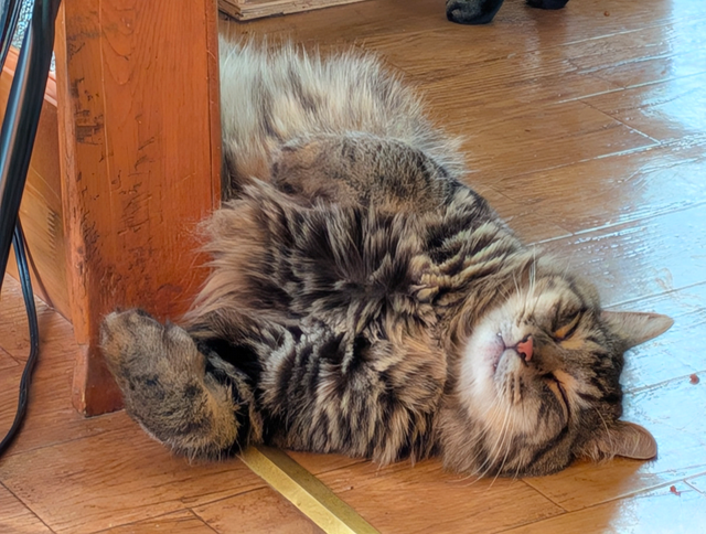 Chatte de 2 ans opérée à donner - Photo 2