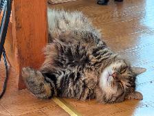 Chatte de 2 ans opérée à donner - Photo 2