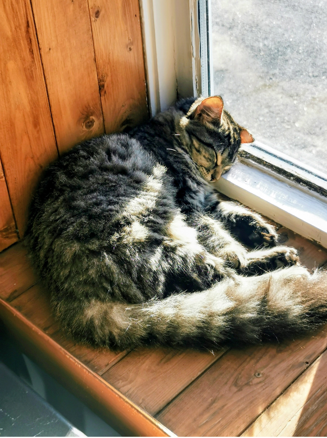 Chatte de 2 ans opérée à donner - Photo 3