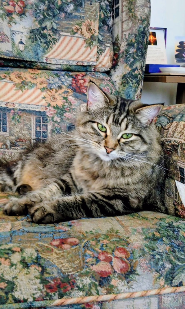 Chatte de 2 ans opérée à donner