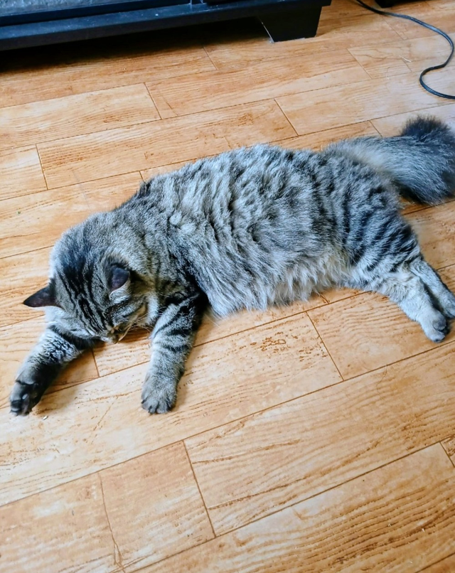 Chatte de 2 ans opérée à donner - Photo 4