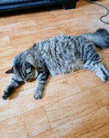 Chatte de 2 ans opérée à donner - Photo 4