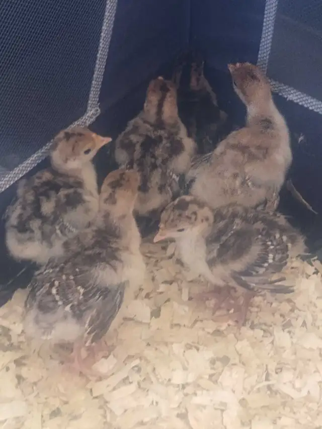 turkey poults for sale