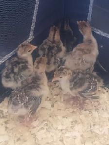 turkey poults for sale