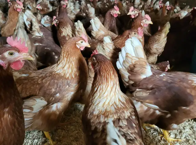 Poules prêtes à pondre