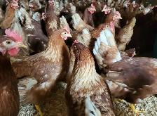 Poules prêtes à pondre